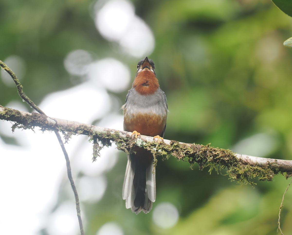 Rufous-throated Solitaire - Andrew Whitehouse