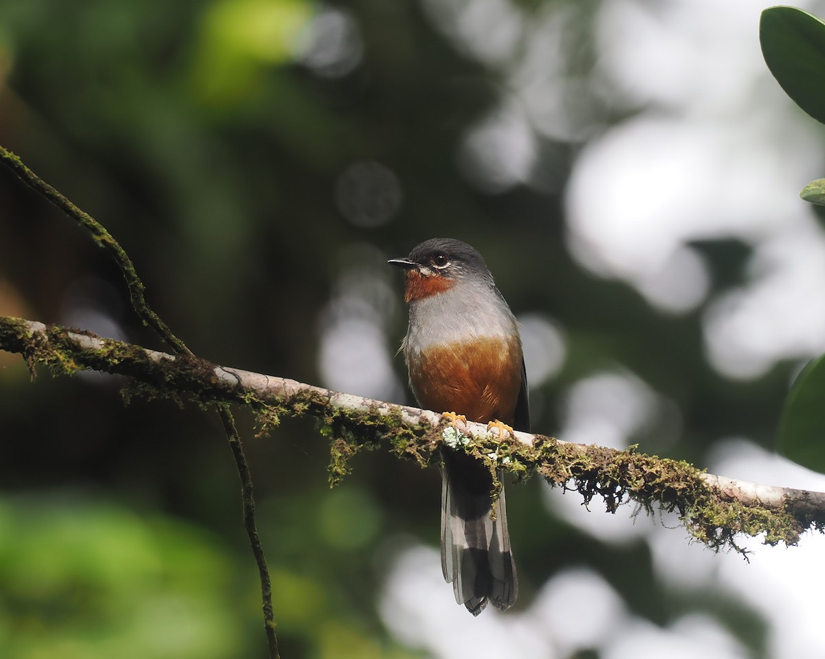 Rufous-throated Solitaire - ML620541065