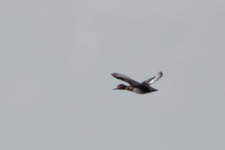 Ferruginous Duck - ML620541068