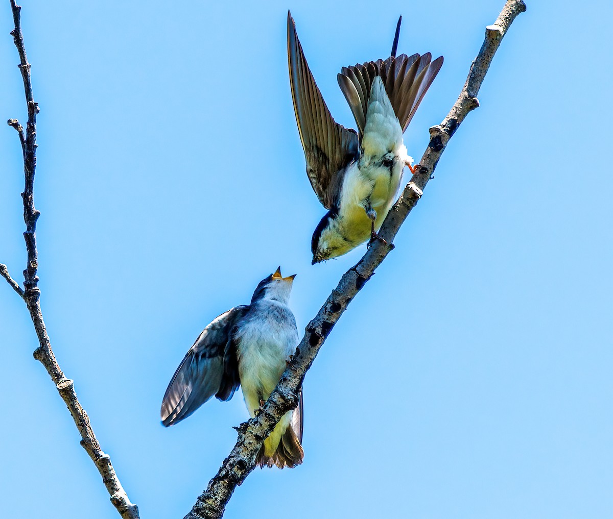 Tree Swallow - ML620541081