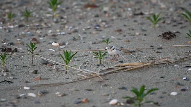 Piping Plover - ML620541098