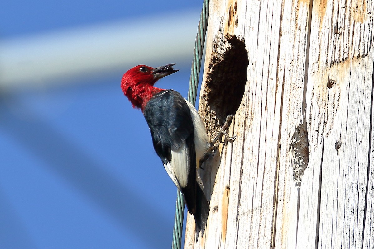 Red-headed Woodpecker - ML620541109