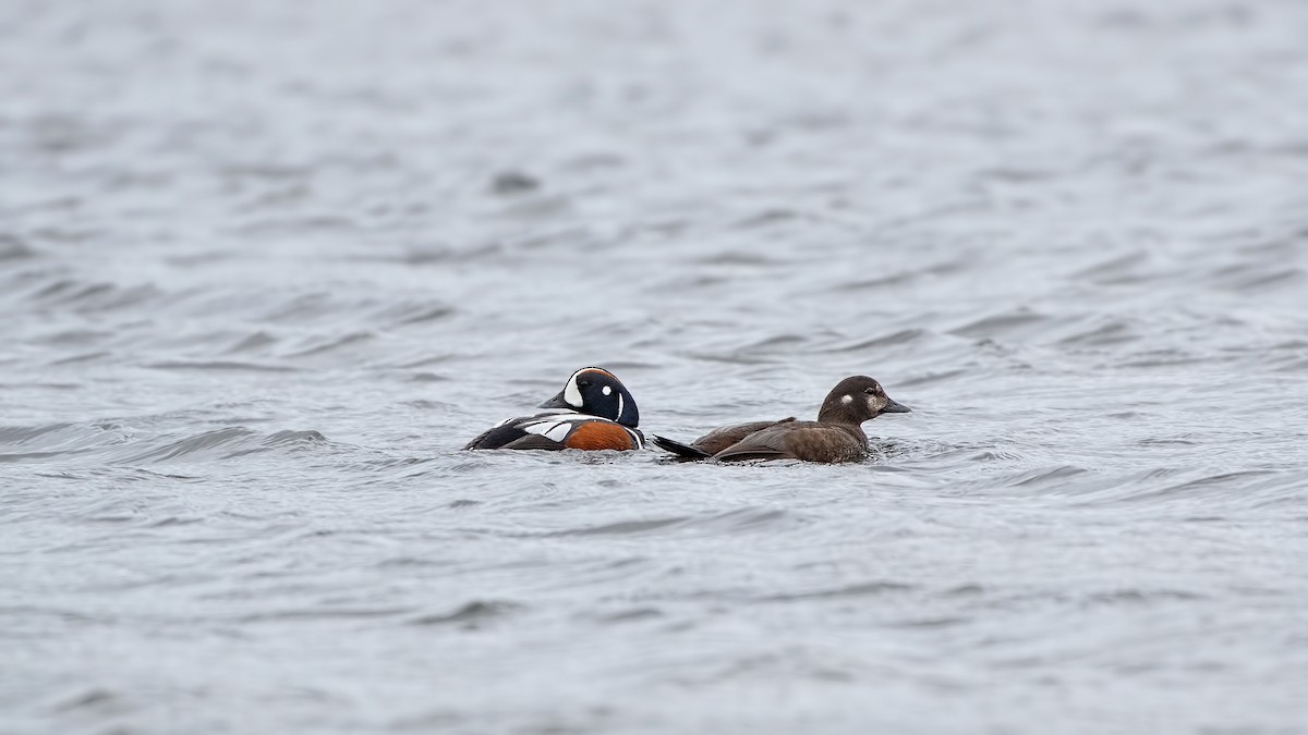 Harlequin Duck - ML620541110