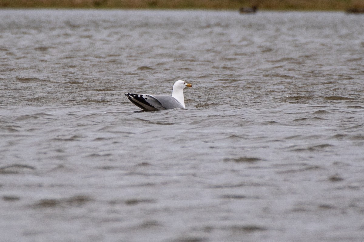 Gaviota Argéntea (europea) - ML620541111