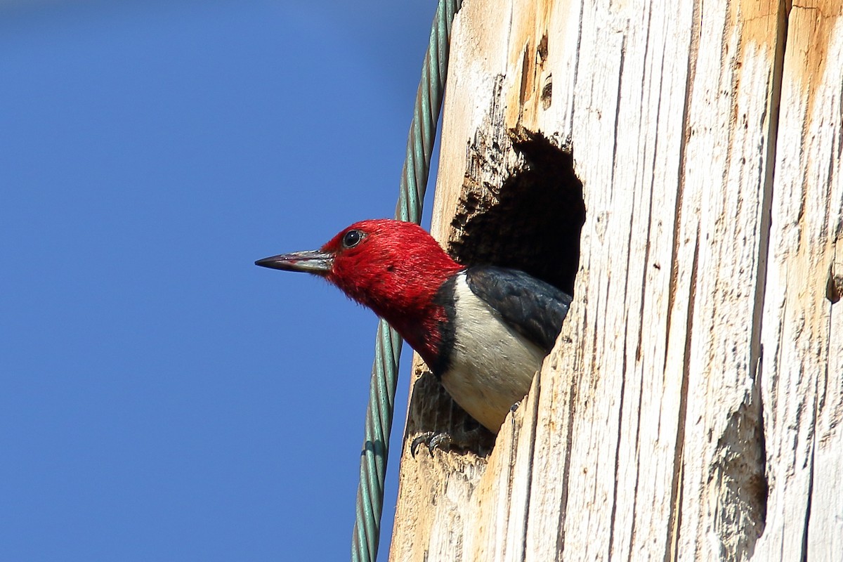 Pic à tête rouge - ML620541116