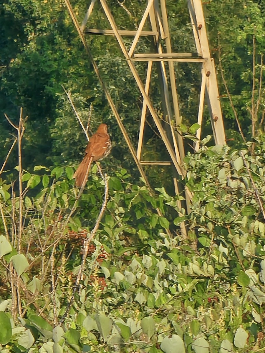 Wood Thrush - ML620541121