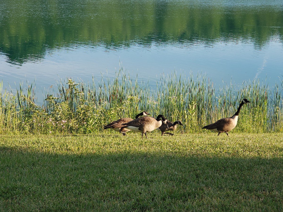 Canada Goose - ML620541132