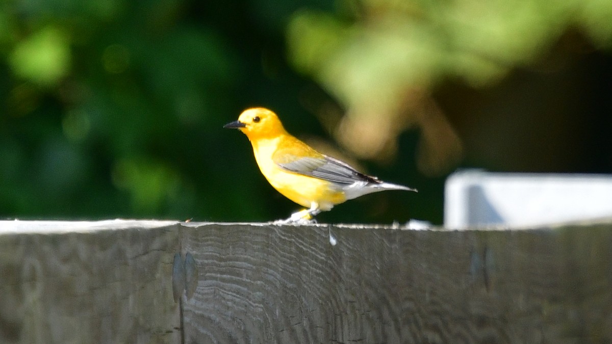 Prothonotary Warbler - ML620541135