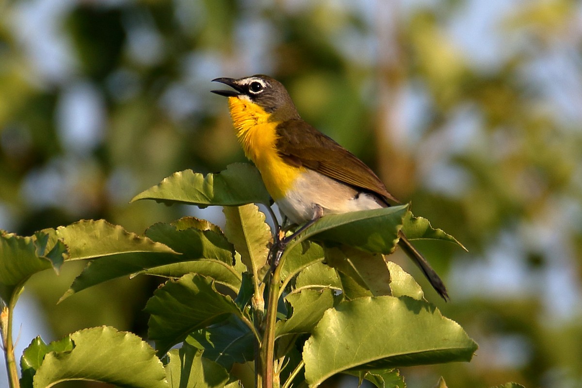 Yellow-breasted Chat - John Manger