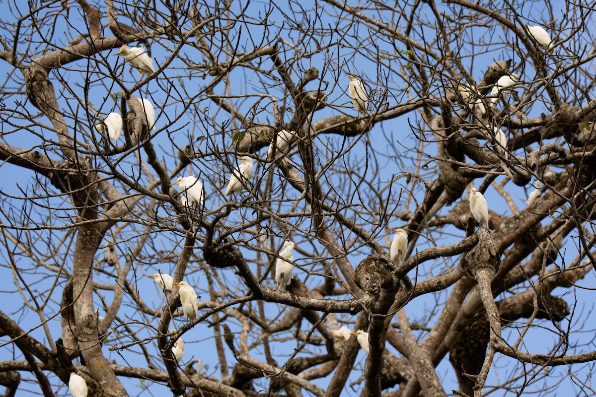 Western Cattle Egret - ML620541138