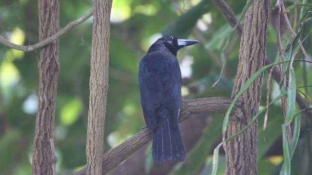 Black Butcherbird - ML620541139