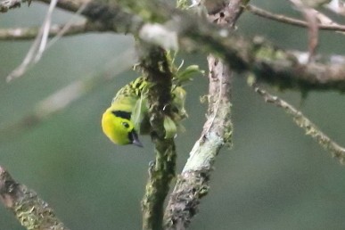Emerald Tanager - ML620541142