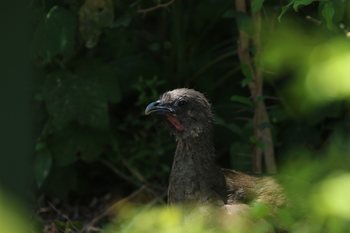 Chachalaca Norteña - ML620541147