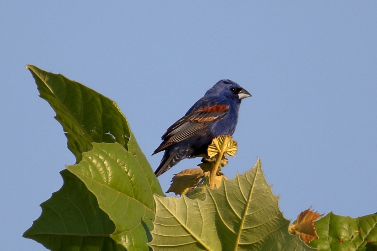 Blue Grosbeak - ML620541151