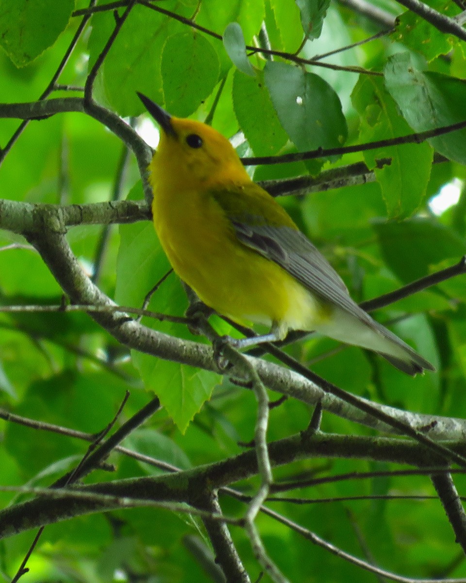 Prothonotary Warbler - ML620541152