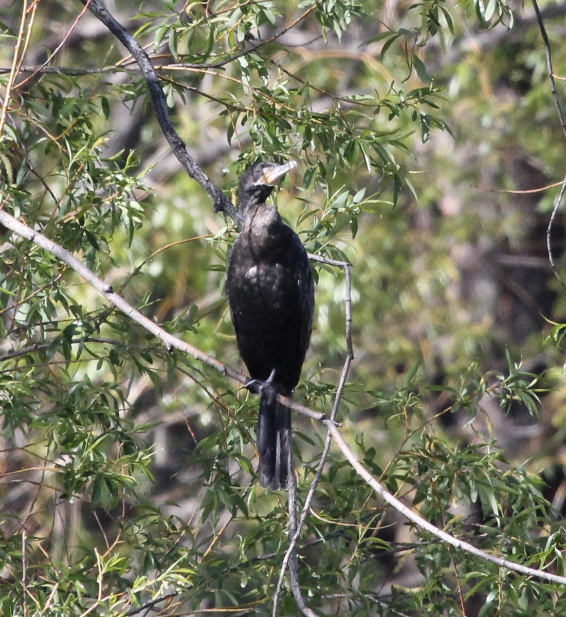 Cormorán Biguá - ML620541153