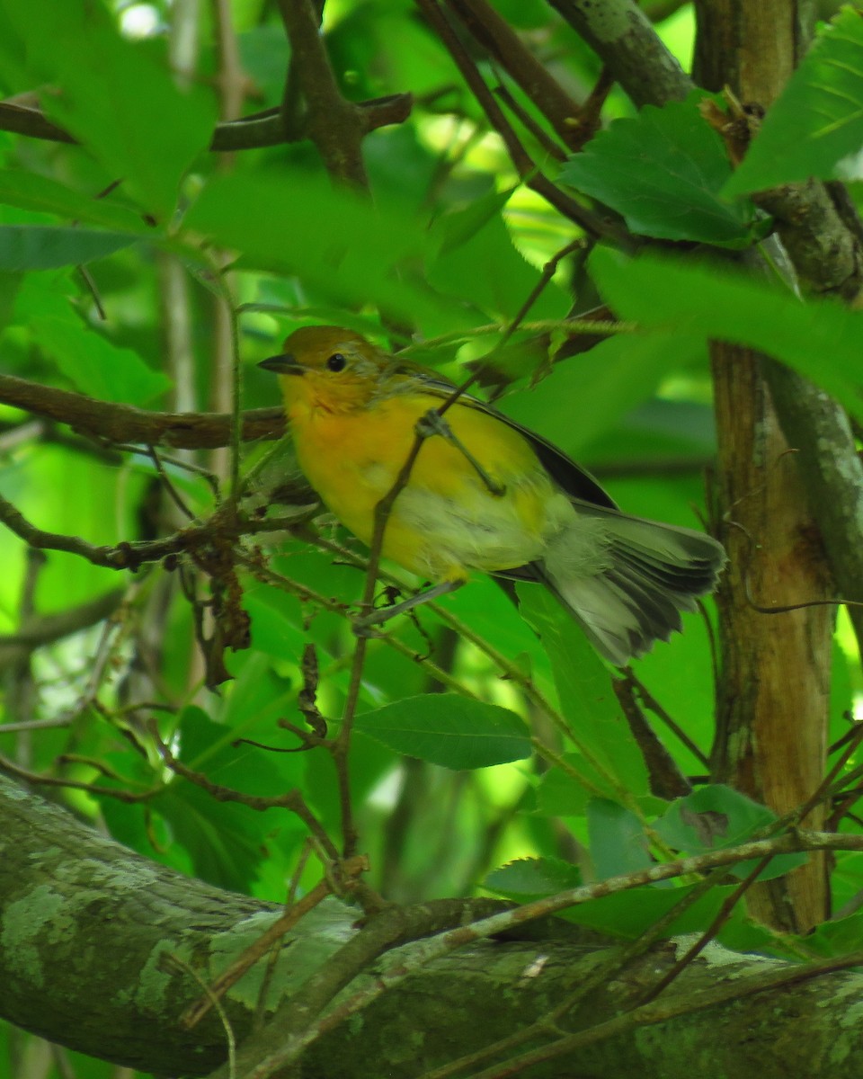 Prothonotary Warbler - ML620541157
