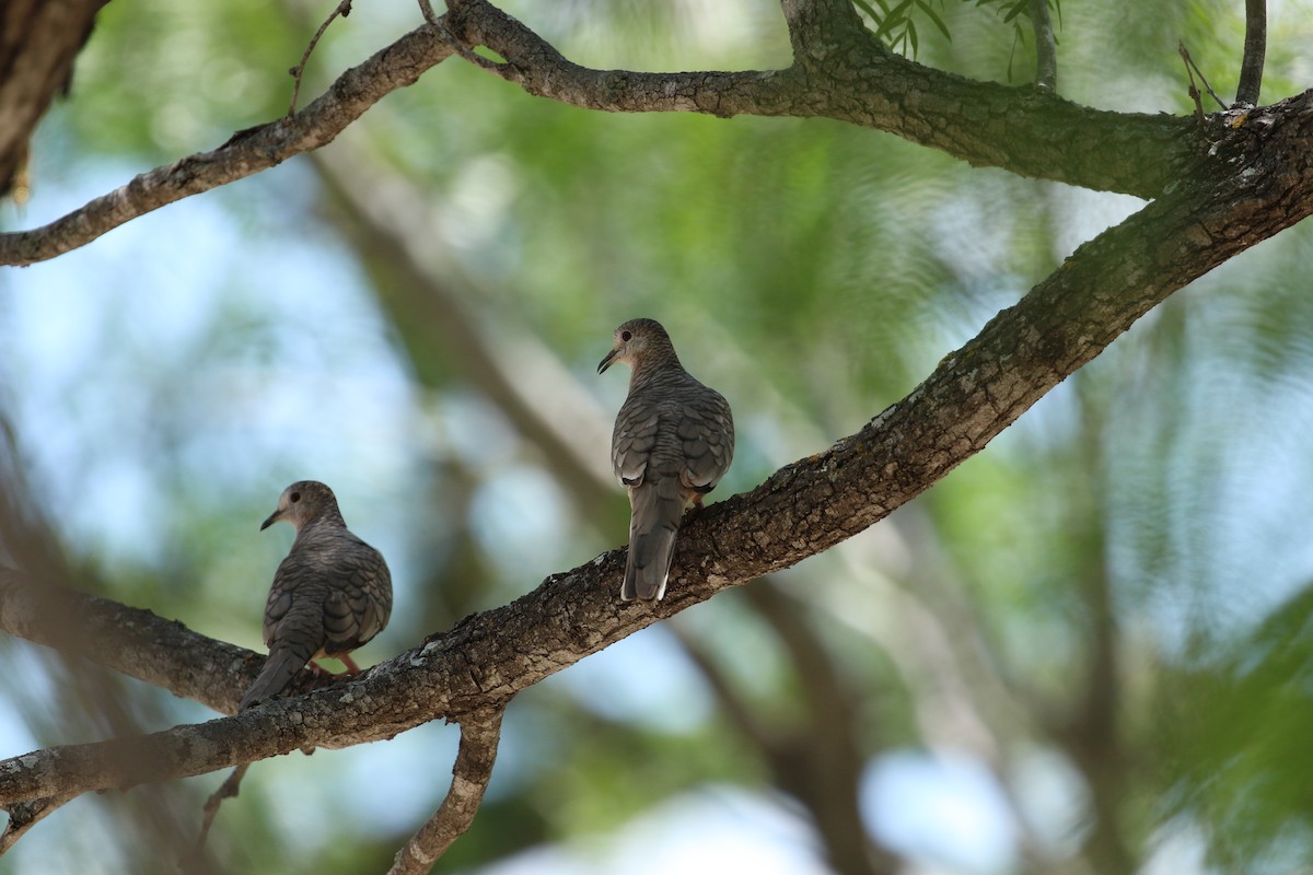 Inca Dove - ML620541158