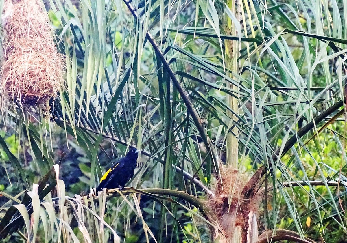 Yellow-rumped Cacique - ML620541159