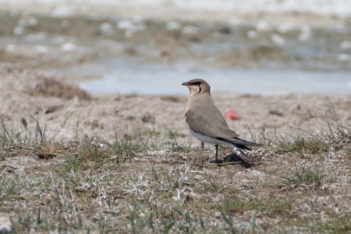 Collared Pratincole - ML620541160