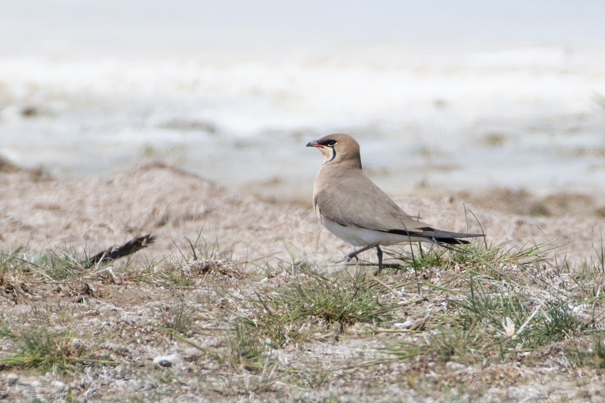 Collared Pratincole - ML620541163