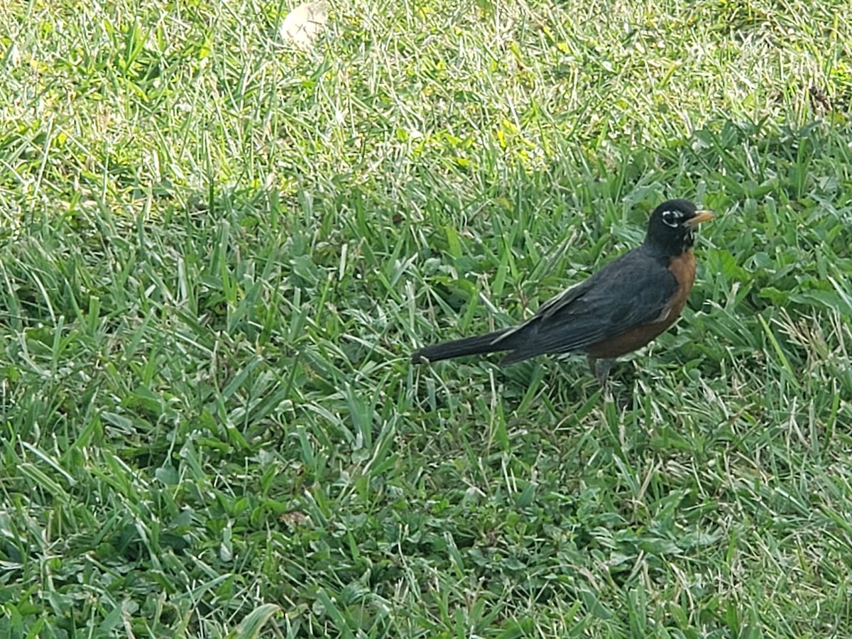 American Robin - ML620541164