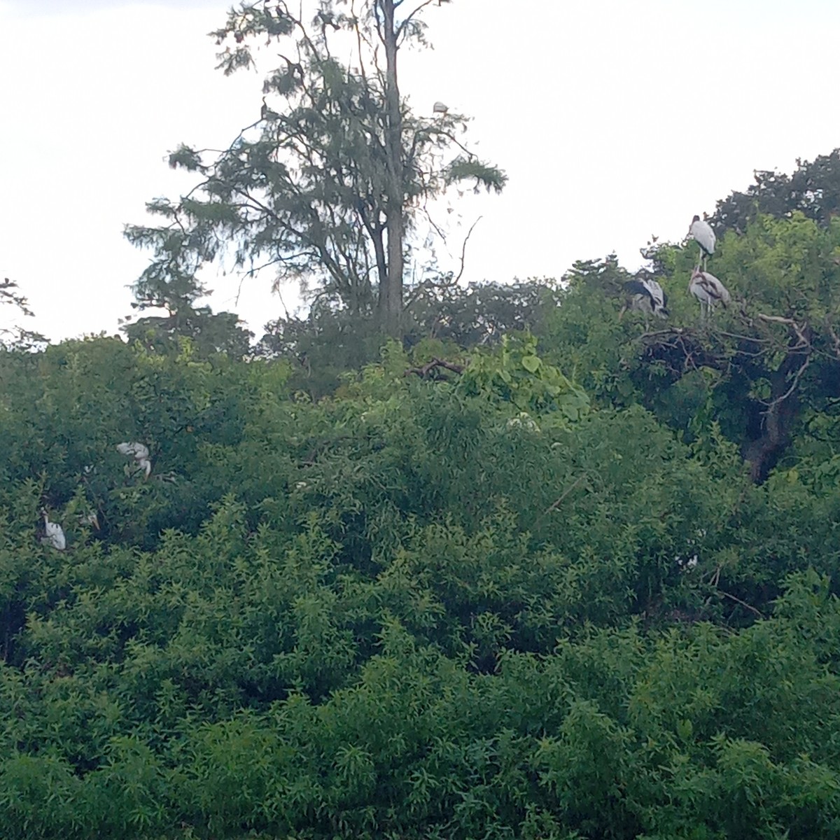 Wood Stork - ML620541174