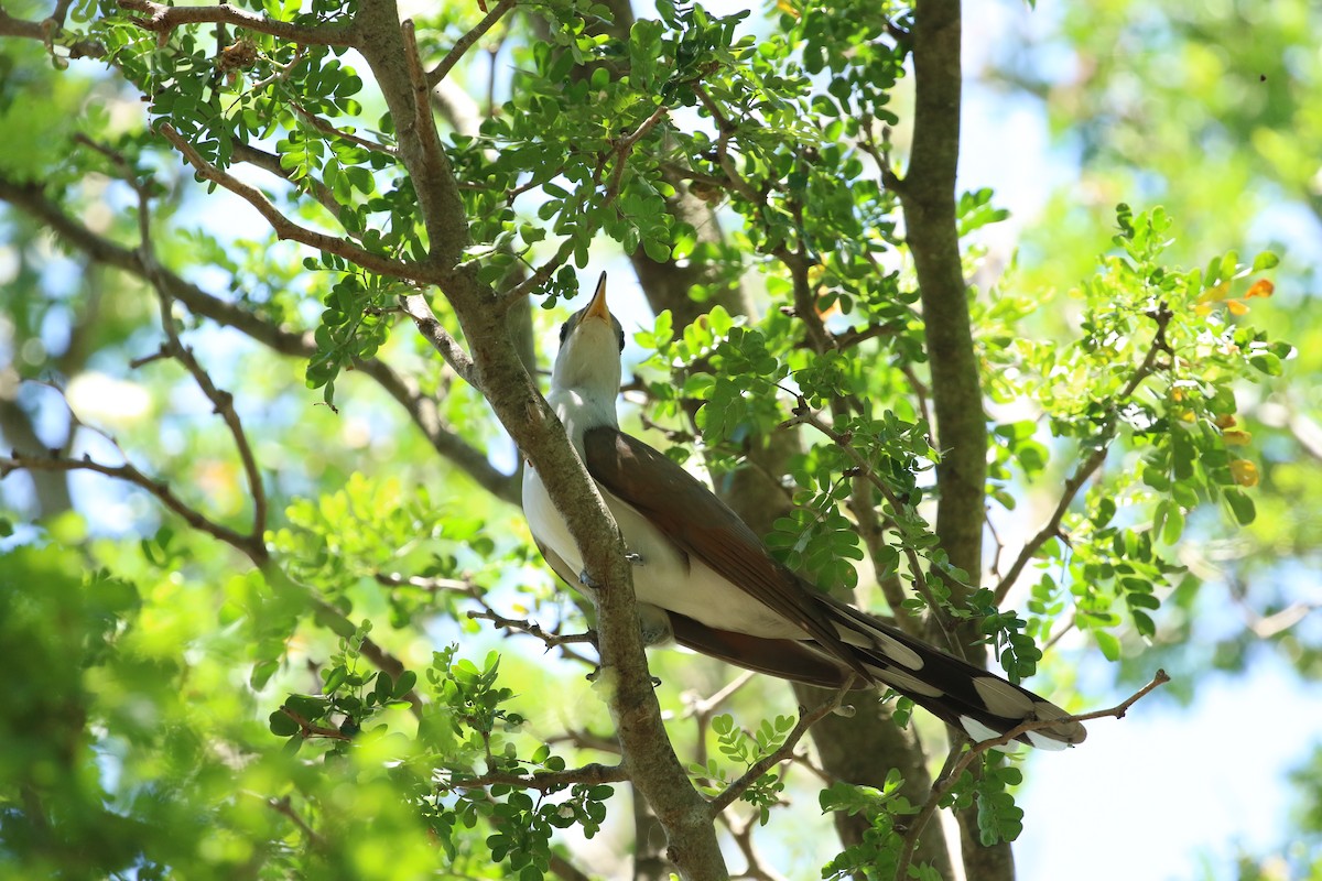 Yellow-billed Cuckoo - ML620541182