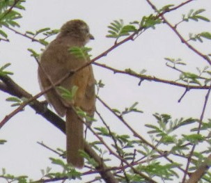 Bulbul à sourcils blancs - ML620541186