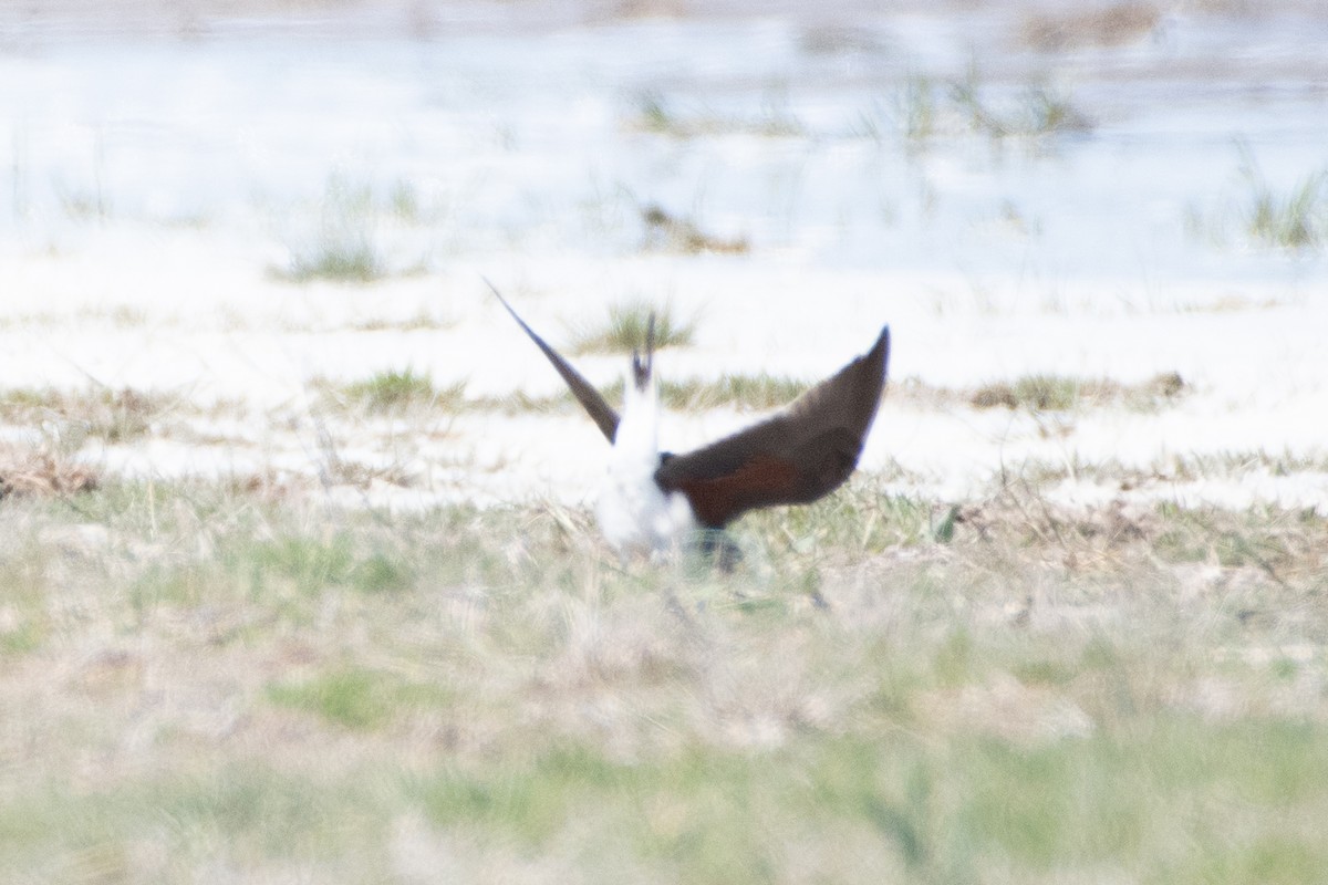 Collared Pratincole - ML620541187