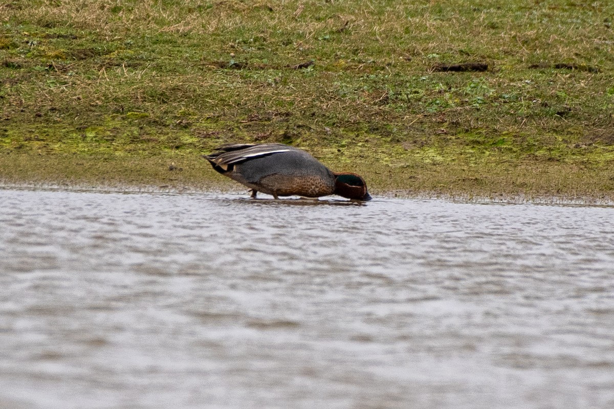 Zertzeta arrunta (eurasiarra) - ML620541188