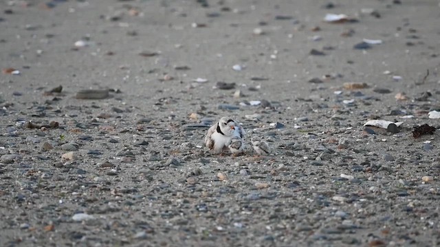Piping Plover - ML620541191