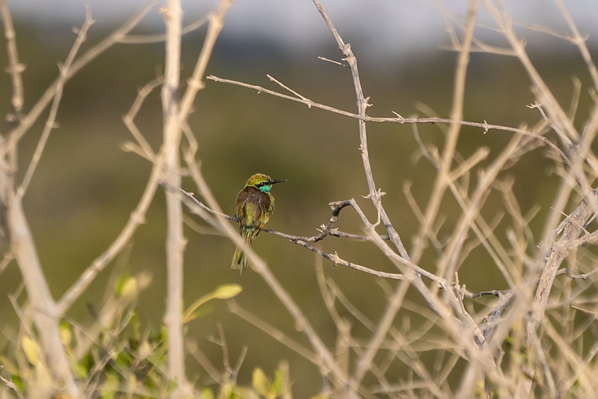 Arabian Green Bee-eater - ML620541192