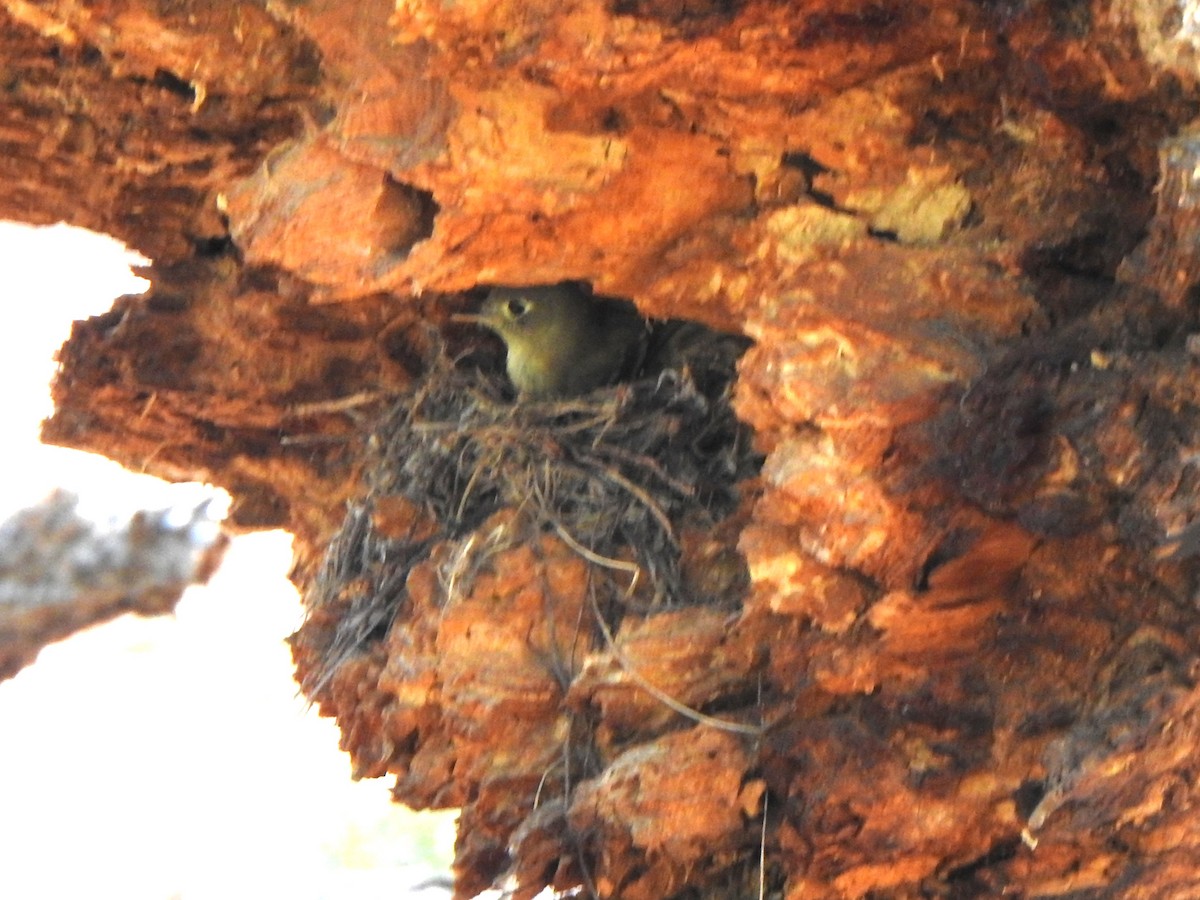 Western Flycatcher - ML620541202