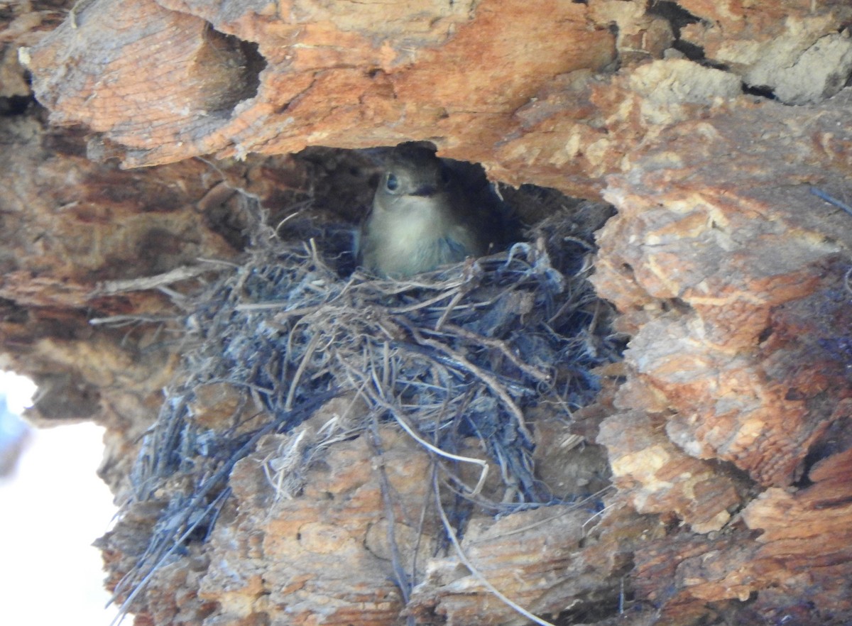 Western Flycatcher - ML620541203