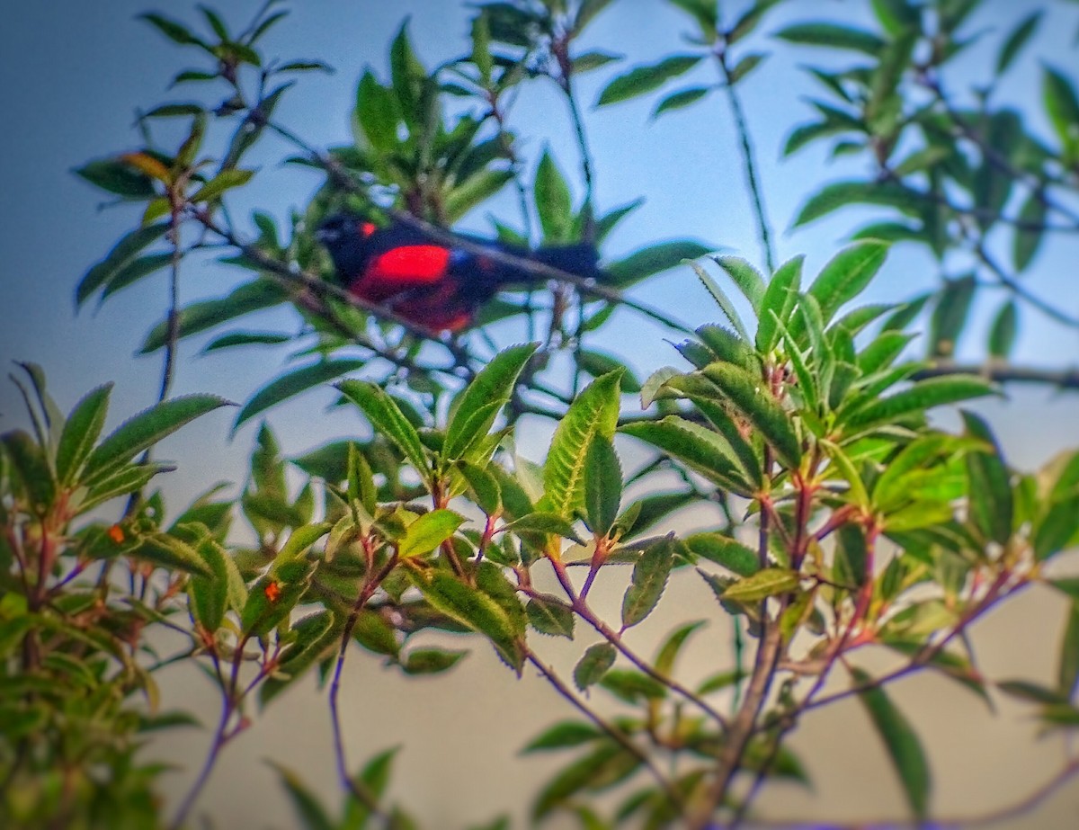 Scarlet-bellied Mountain Tanager - ML620541210