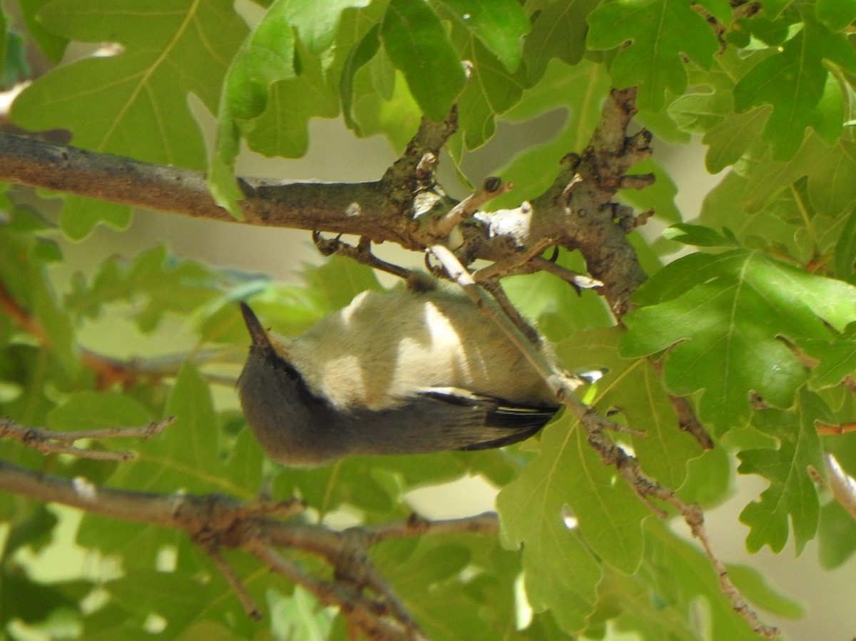 Pygmy Nuthatch - ML620541217