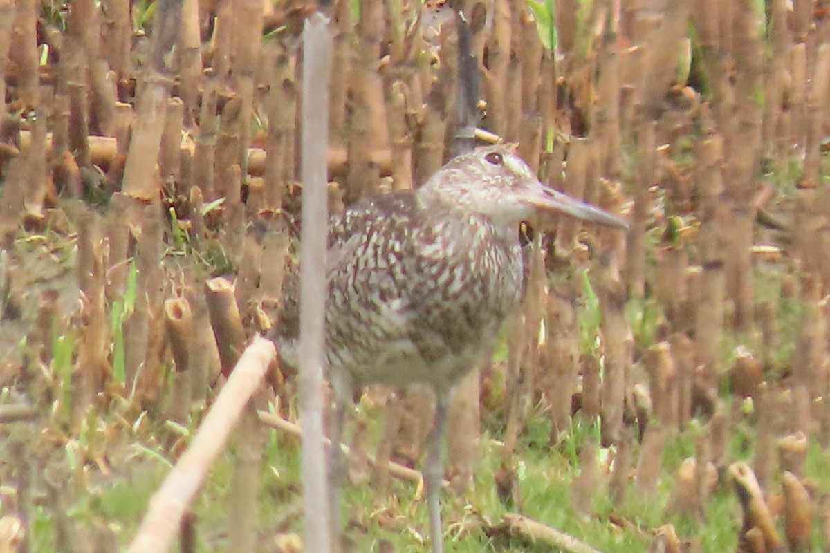 Willet (Eastern) - ML620541221