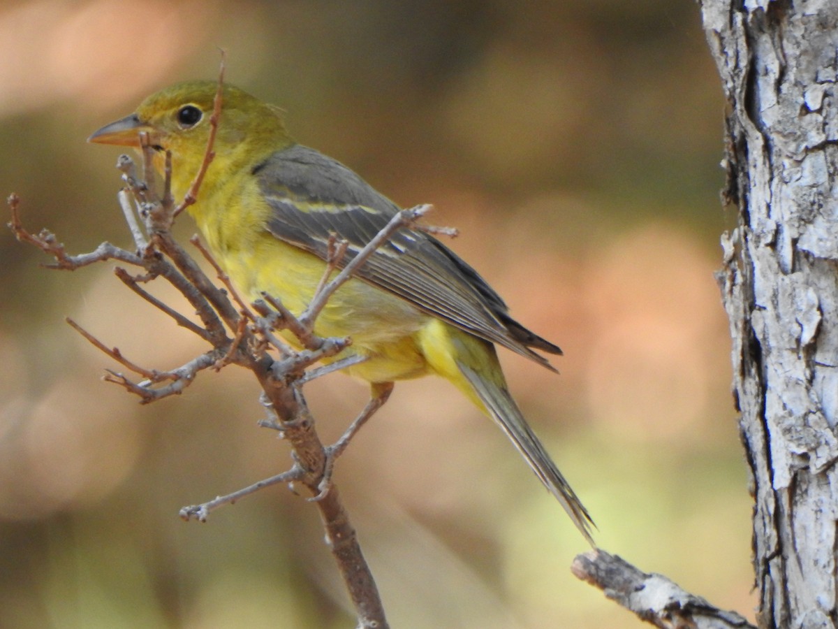 Western Tanager - ML620541234