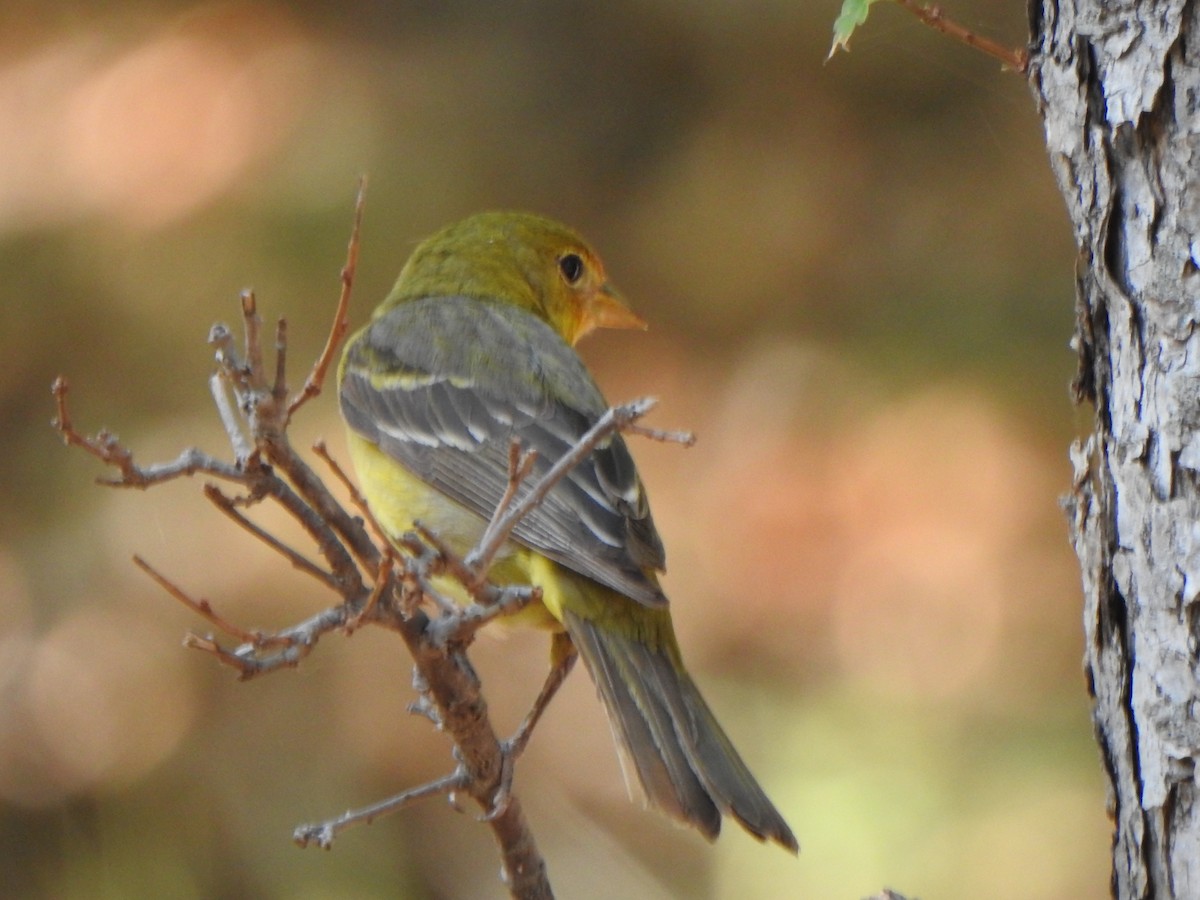 Western Tanager - ML620541235