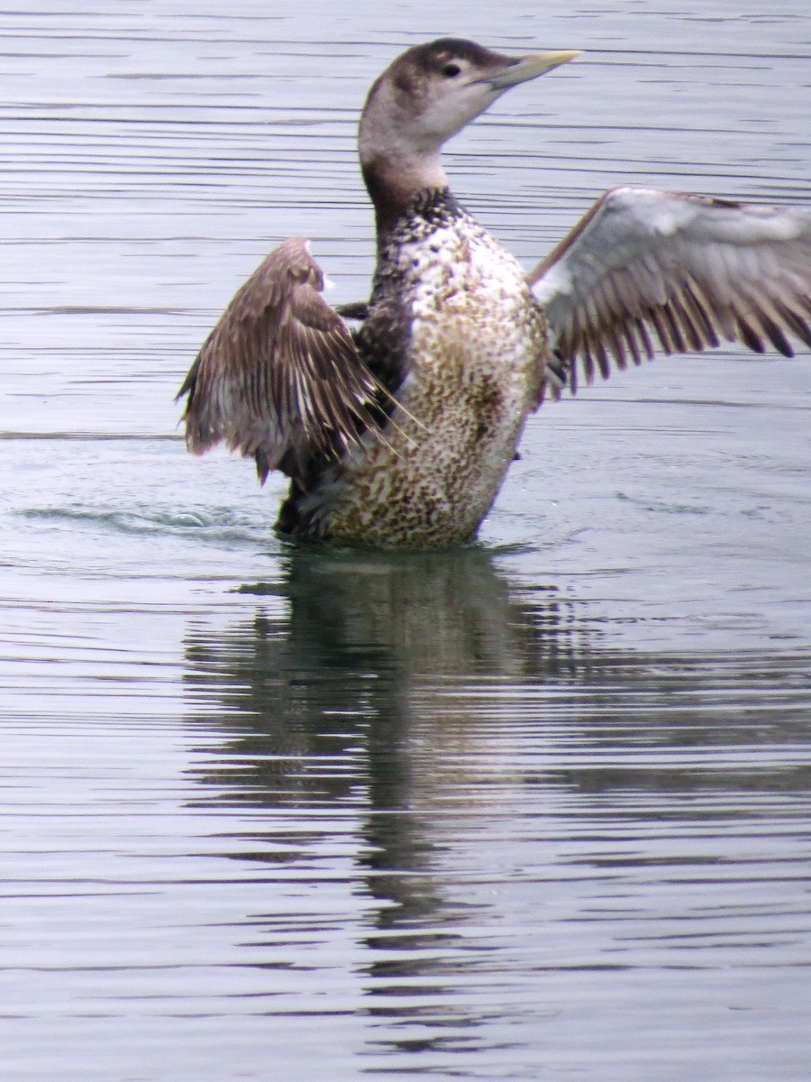 Yellow-billed Loon - ML620541242