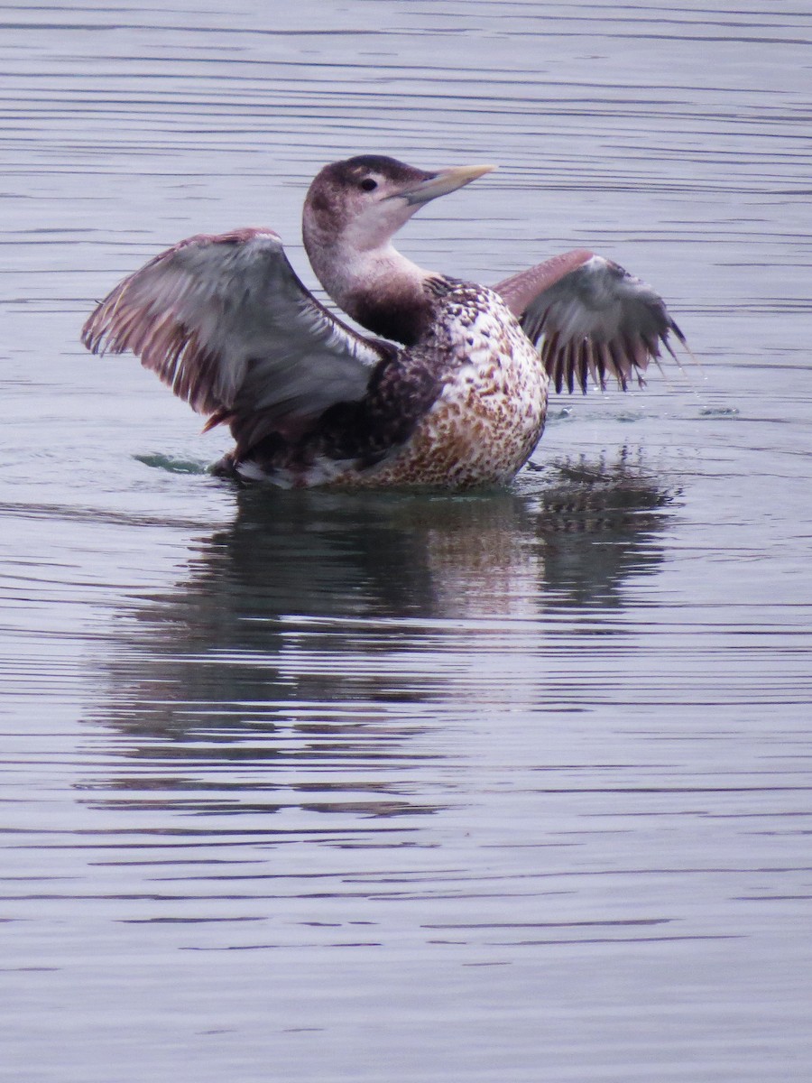 Yellow-billed Loon - ML620541243