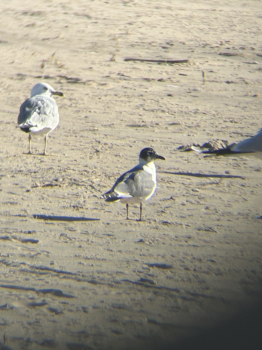 Franklin's Gull - ML620541244