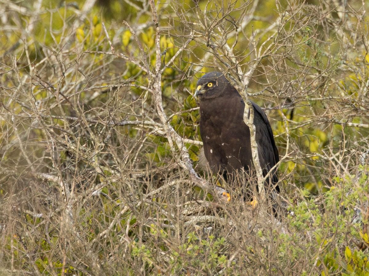 Black Harrier - ML620541248