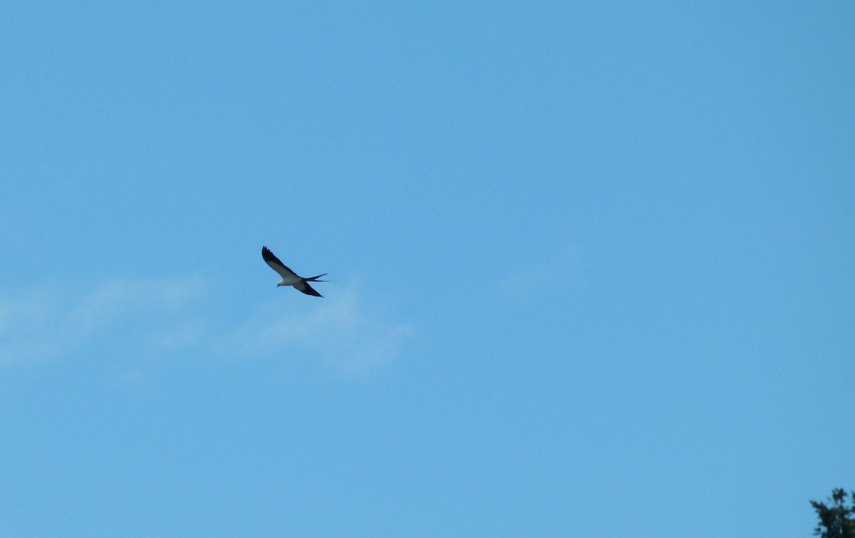 Swallow-tailed Kite - ML620541256