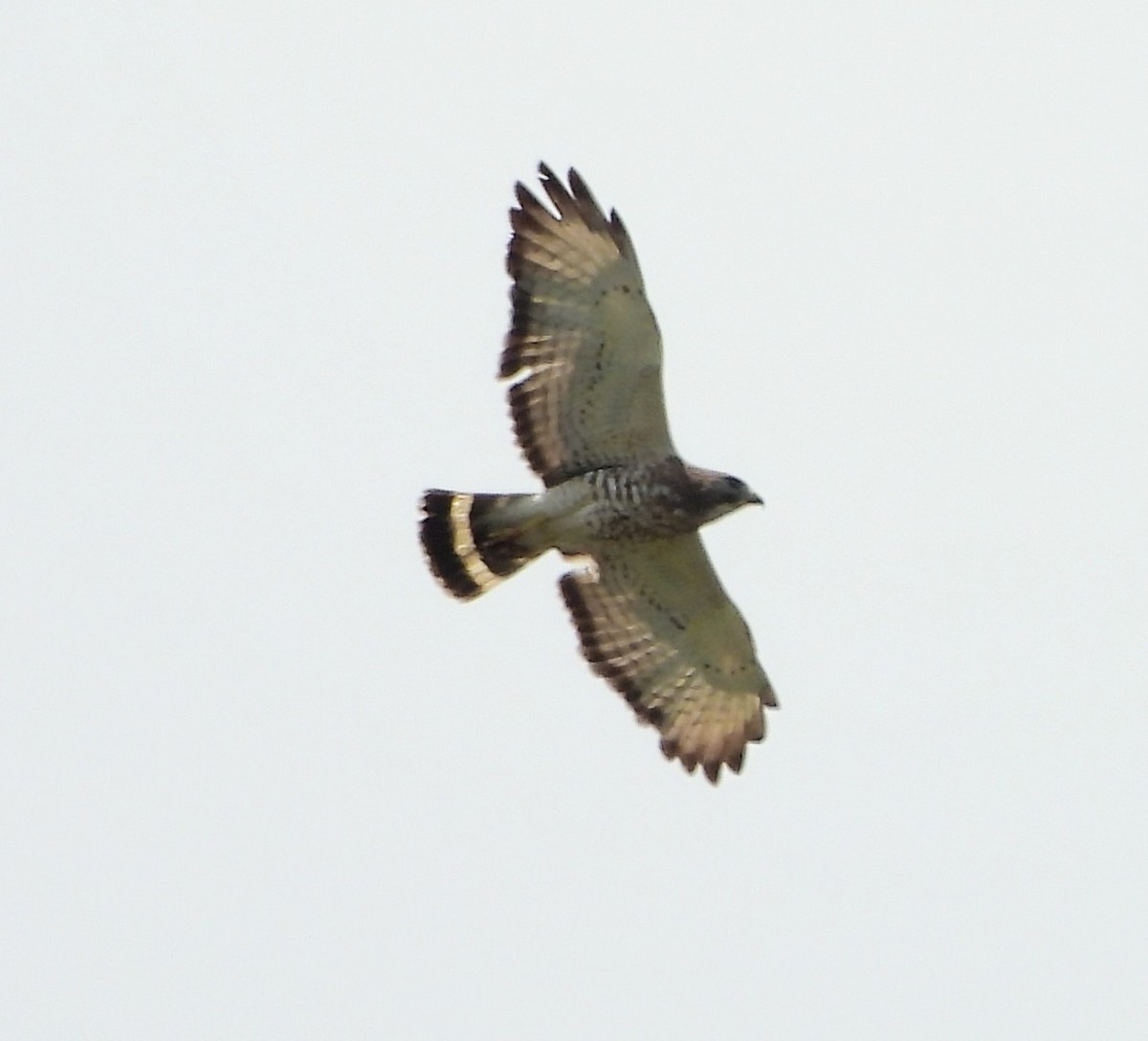 Broad-winged Hawk - ML620541262