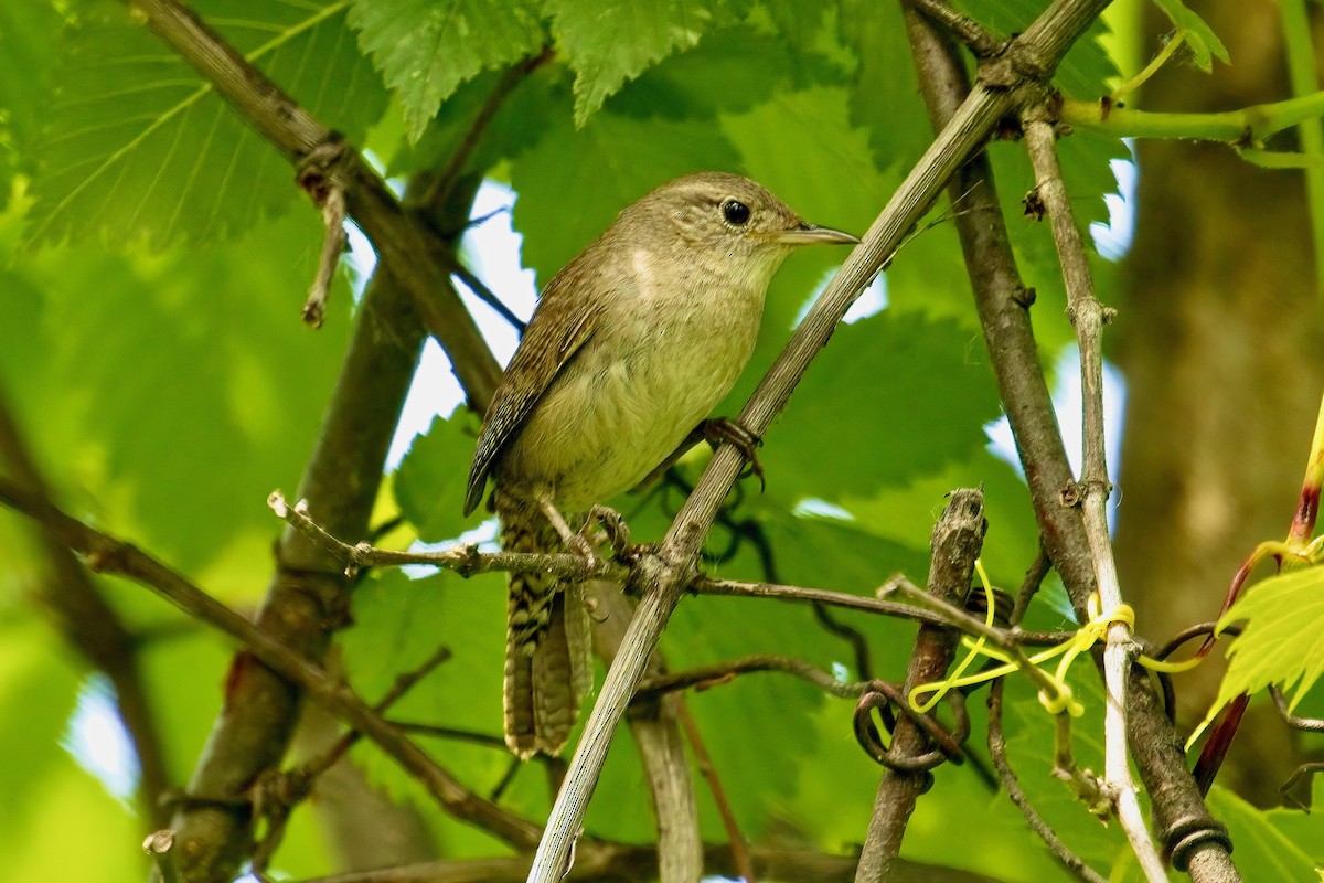 House Wren - ML620541265