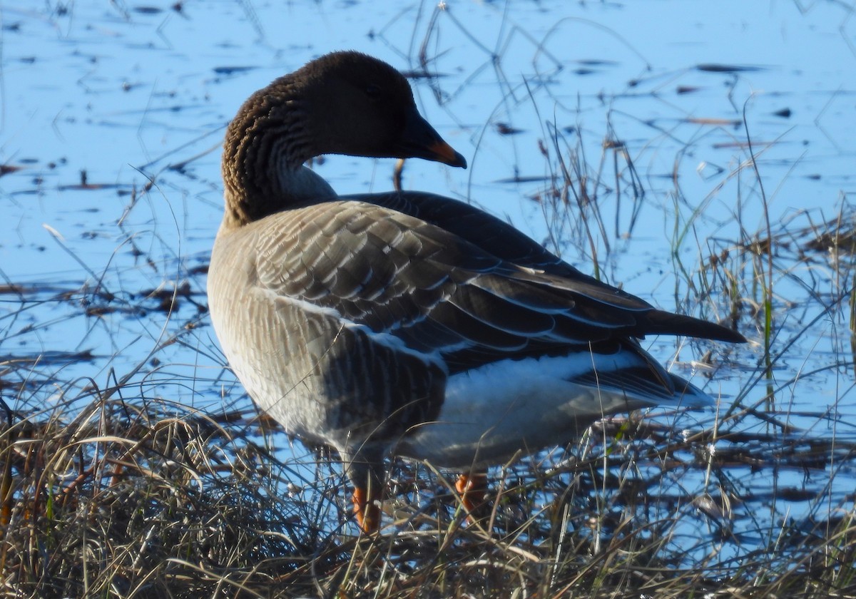 Taiga Bean-Goose - ML620541280