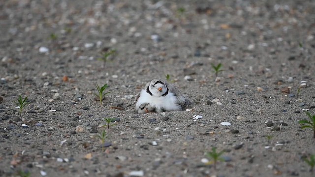Piping Plover - ML620541282