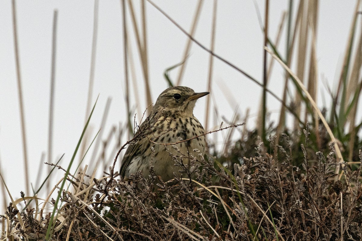 Meadow Pipit - ML620541285